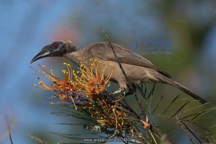 : Hornbill Friarbird feeding on a flowering bush Atherto : Hornbill Friarbird feeding on a flowering bush Atherto