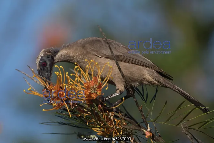 : Hornbill Friarbird feeding on a flowering bush Atherto : Hornbill Friarbird feeding on a flowering bush Atherto