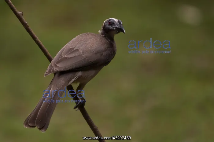 : Hornbill Friarbird - Perched on a stick - Figtree : Hornbill Friarbird - Perched on a stick - Figtree