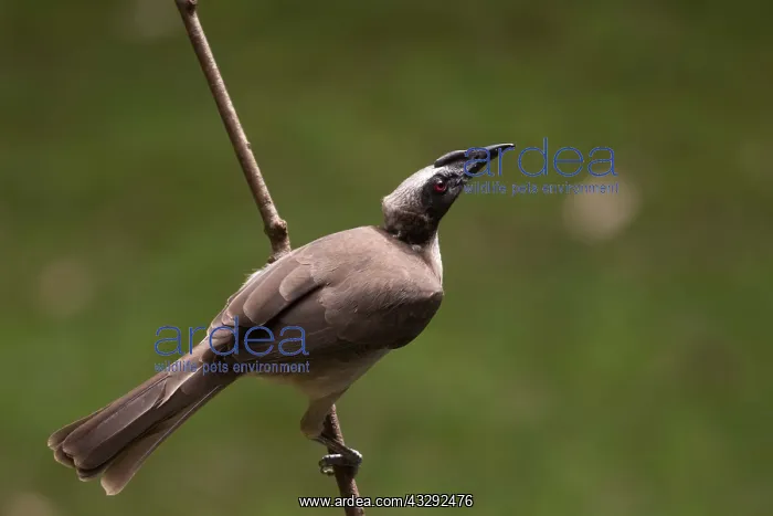 : Hornbill Friarbird - Perched on a stick - Figtree : Hornbill Friarbird - Perched on a stick - Figtree