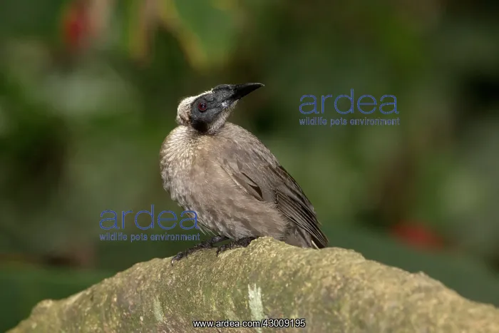: Hornbill Friarbird (previously Helmeted Friarbird) : Hornbill Friarbird (previously Helmeted Friarbird)