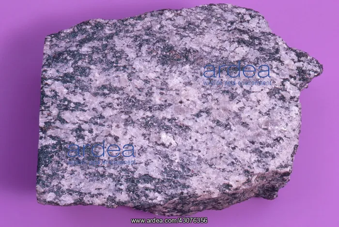 : Hornblende Gneiss : Hornblende Gneiss