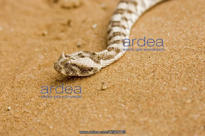 : Horned Adder : Horned Adder