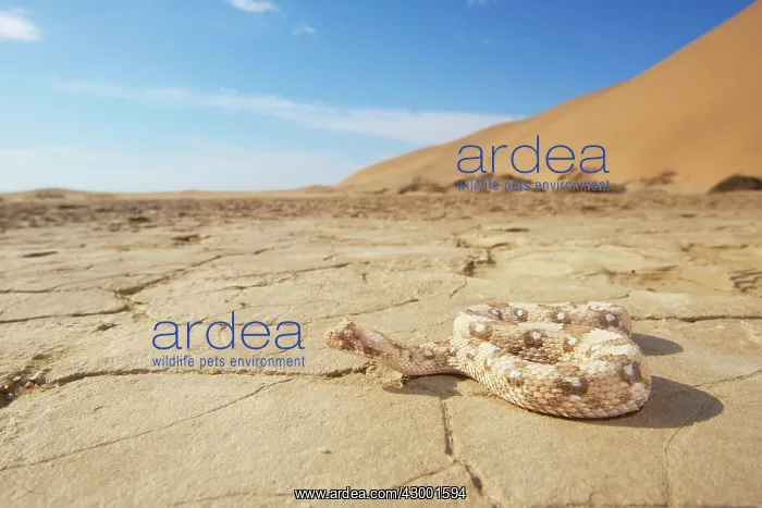 : Horned Adder : Horned Adder