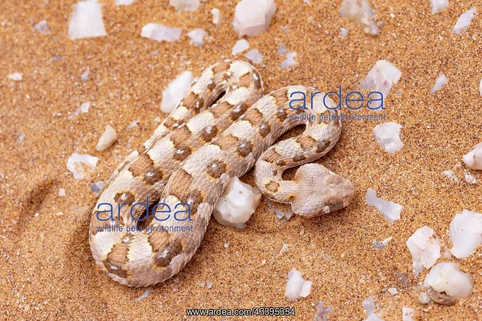 : HORNED ADDER : HORNED ADDER
