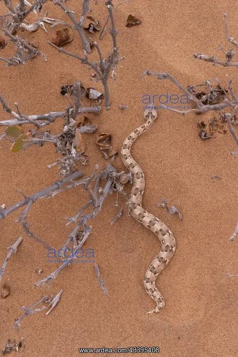 : HORNED ADDER : HORNED ADDER