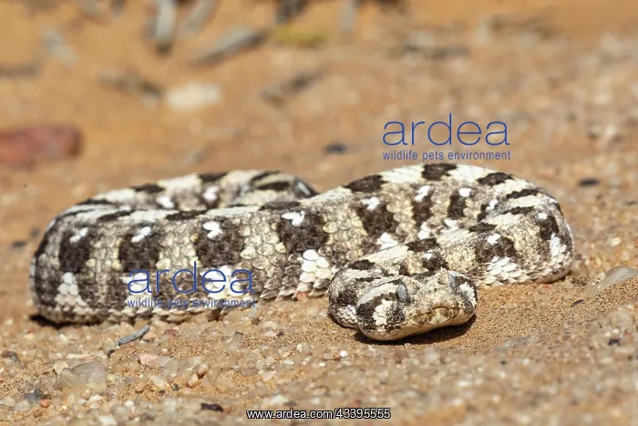 : HORNED ADDER : HORNED ADDER