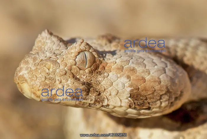 : Horned adder (Bitis caudalis), Namibia : Horned adder (Bitis caudalis), Namibia