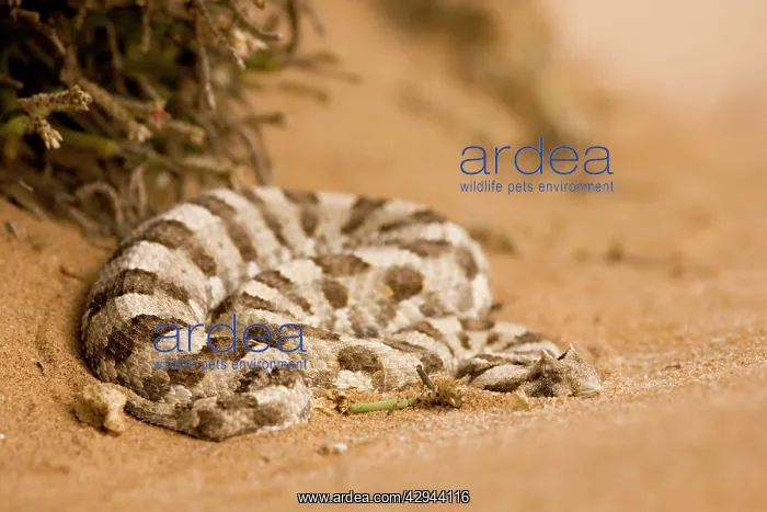 : Horned Adder - Coiled up at the foot of an ink bush : Horned Adder - Coiled up at the foot of an ink bush