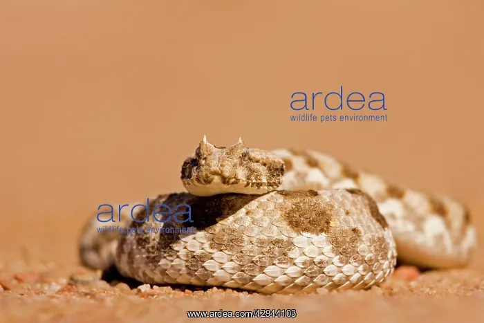 : Horned Adder - in a defensive coil : Horned Adder - in a defensive coil