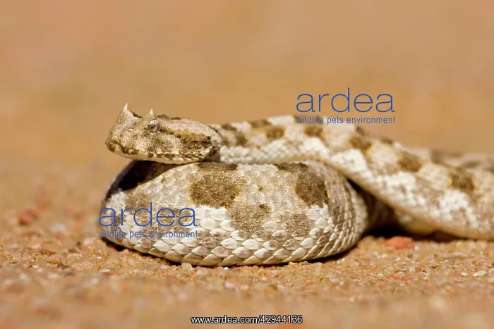 : Horned Adder - In defensive coil : Horned Adder - In defensive coil