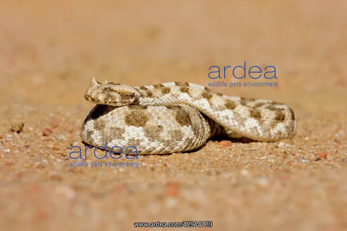 : Horned Adder - In defensive coil : Horned Adder - In defensive coil