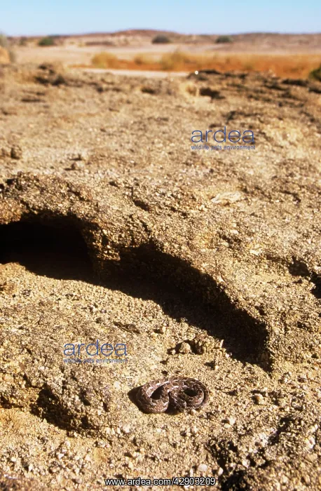 : Many Horned Adder - desert habitat : Many Horned Adder - desert habitat