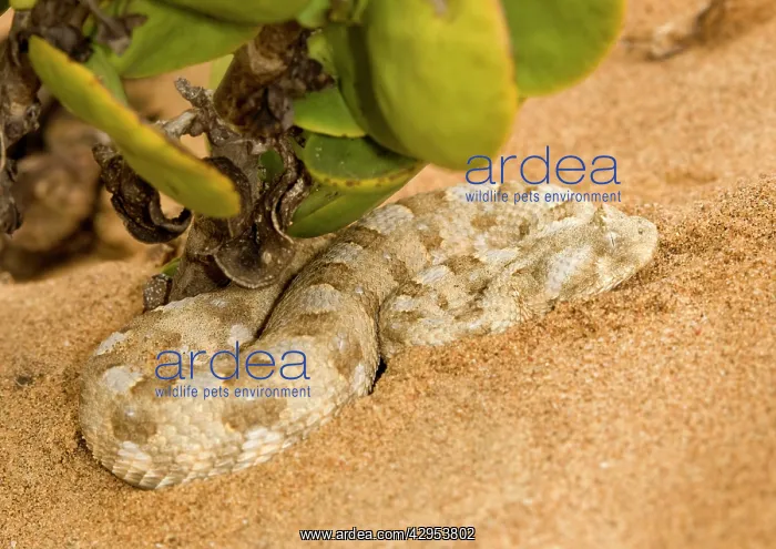 : Horned Adder - In its Dune Environment - With blue : Horned Adder - In its Dune Environment - With blue