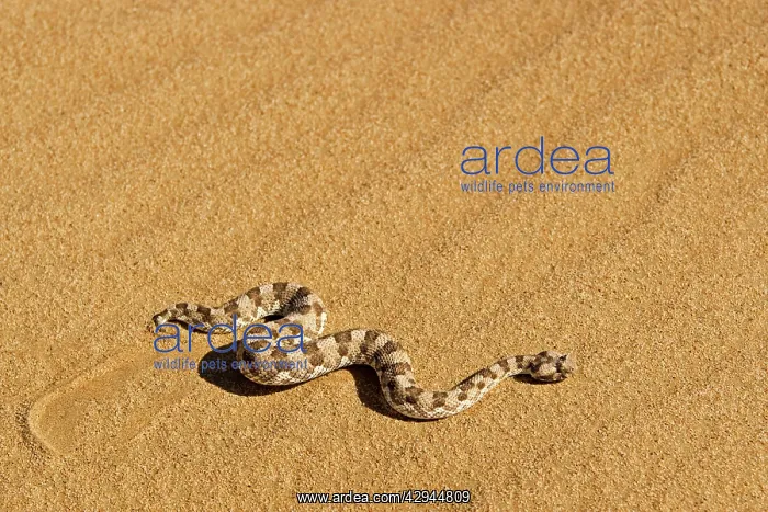 : Horned Adder - Moving across the desert sands - : Horned Adder - Moving across the desert sands -