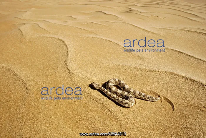 : Horned Adder - Moving across the desert sands - : Horned Adder - Moving across the desert sands -