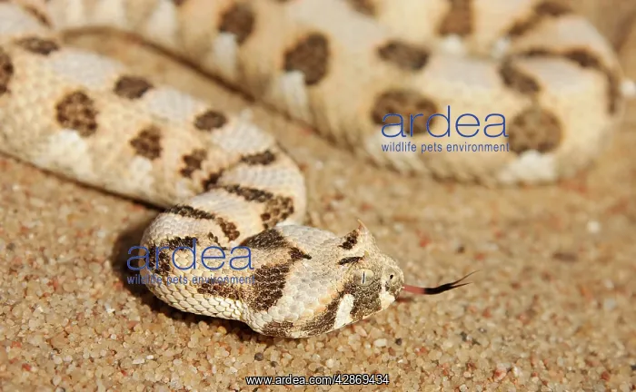 : Horned Adder - Its venom is mild and not fatal in humans : Horned Adder - Its venom is mild and not fatal in humans