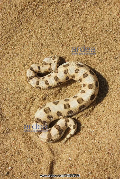 : Horned Adder - Its venom is mild and not fatal in humans : Horned Adder - Its venom is mild and not fatal in humans