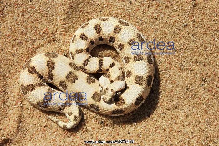 : Horned Adder - Its venom is mild and not fatal in humans : Horned Adder - Its venom is mild and not fatal in humans