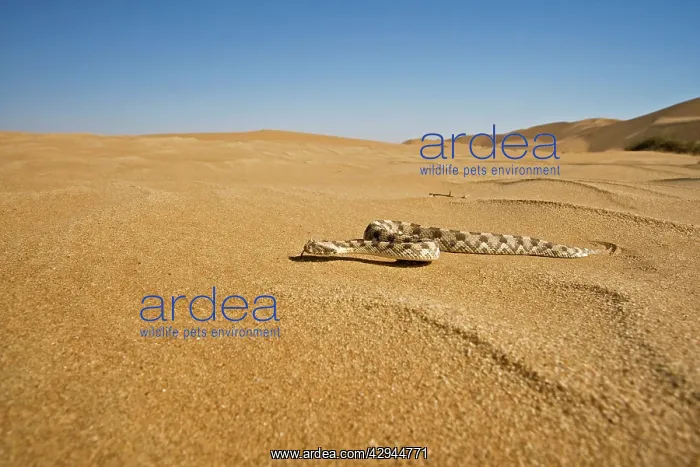 : Horned Adder - Wide Angle shot depicting the adder : Horned Adder - Wide Angle shot depicting the adder