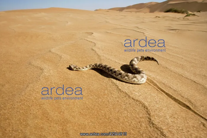 : Horned Adder - Wide Angle shot depicting the adder : Horned Adder - Wide Angle shot depicting the adder