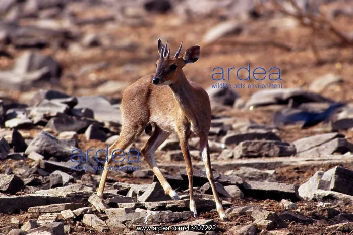 : Four horned ANTELOPE Chousingha - male : Four horned ANTELOPE Chousingha - male