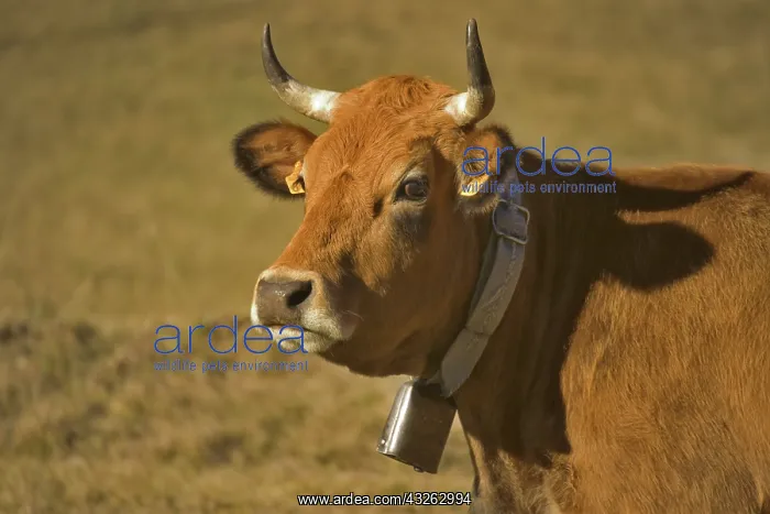 : Horned Beef Cow : Horned Beef Cow