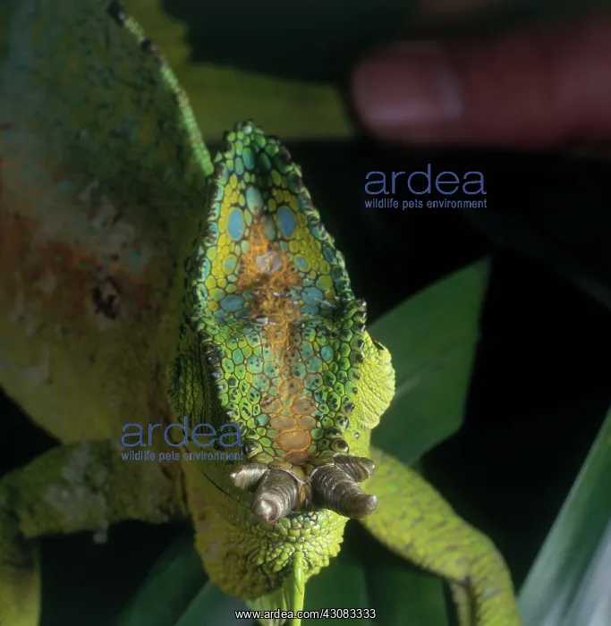 : Four Horned Chameleon : Four Horned Chameleon