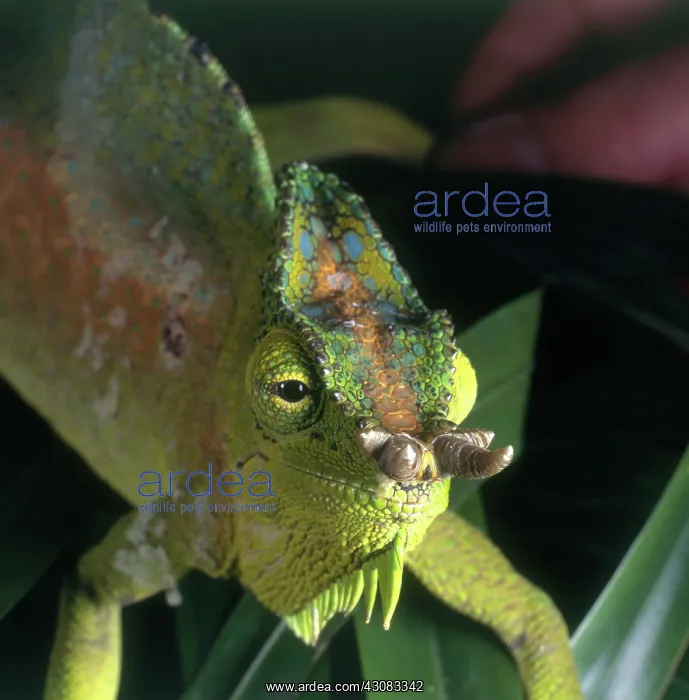  : Four Horned Chameleon