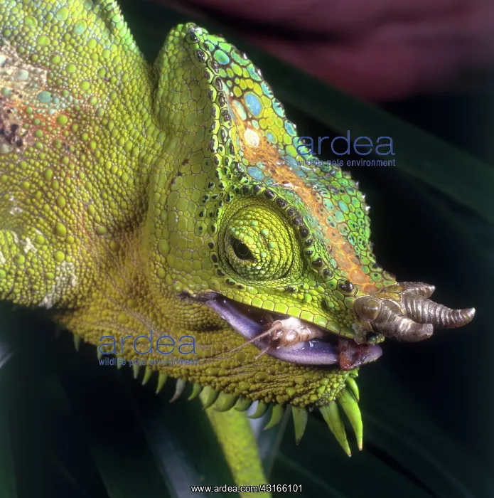 : Four Horned Chameleon : Four Horned Chameleon