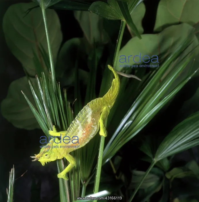 : Four Horned Chameleon : Four Horned Chameleon