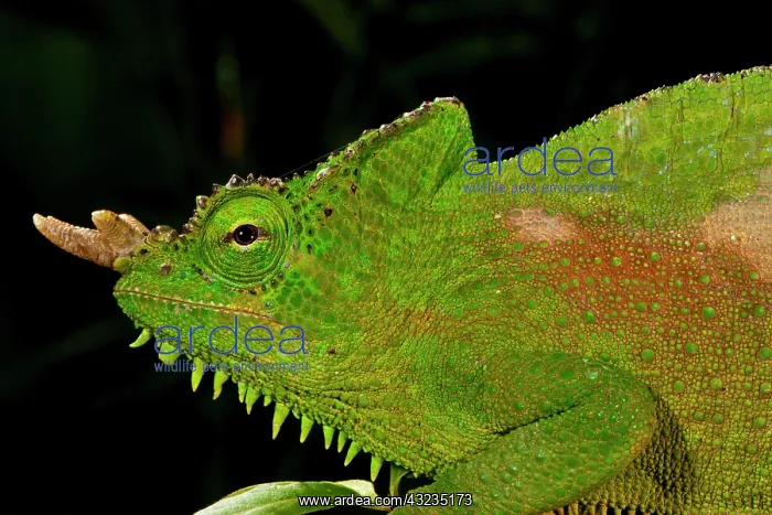 : Four Horned Chameleon, Trioceros (Chamaeleo) : Four Horned Chameleon, Trioceros (Chamaeleo)