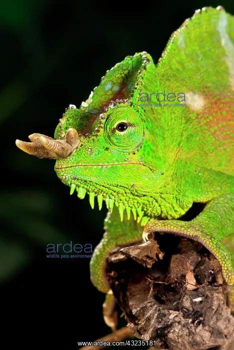 : Four Horned Chameleon, Trioceros (Chamaeleo) : Four Horned Chameleon, Trioceros (Chamaeleo)