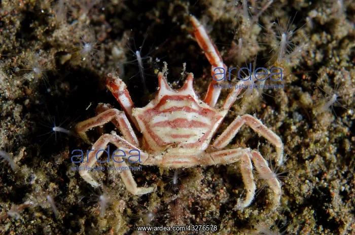 : Horned Crinoid Crab - Seraya dive site, Seraya : Horned Crinoid Crab - Seraya dive site, Seraya