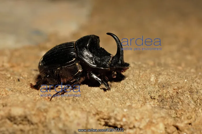 : Horned Dung Beetle : Horned Dung Beetle