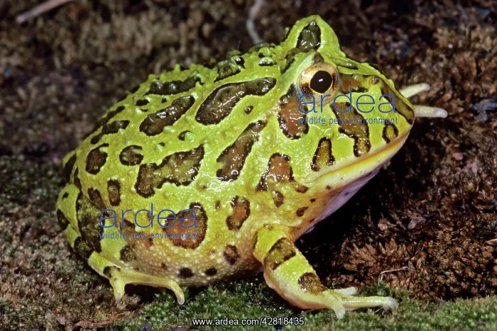  : Horned FROG