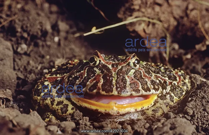 : Horned Frog : Horned Frog
