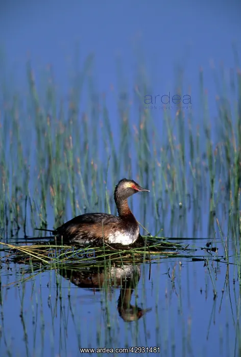 : Horned Grebe : Horned Grebe