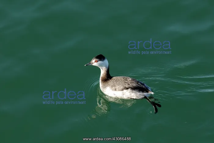: Horned Grebe : Horned Grebe