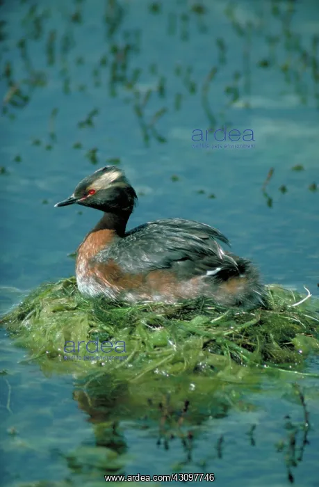  : Horned Grebe