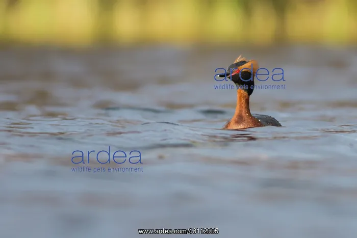 : Horned Grebe : Horned Grebe
