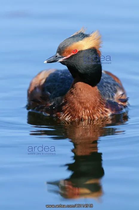 : Horned Grebe : Horned Grebe