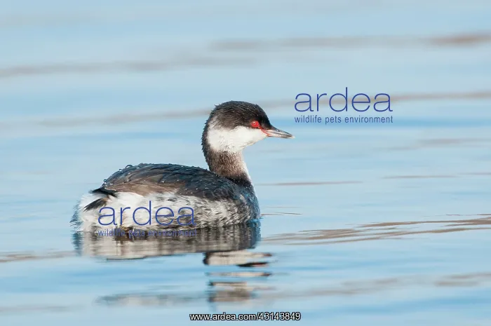 : Horned Grebe : Horned Grebe