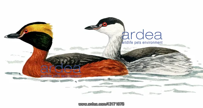 : Horned Grebe : Horned Grebe