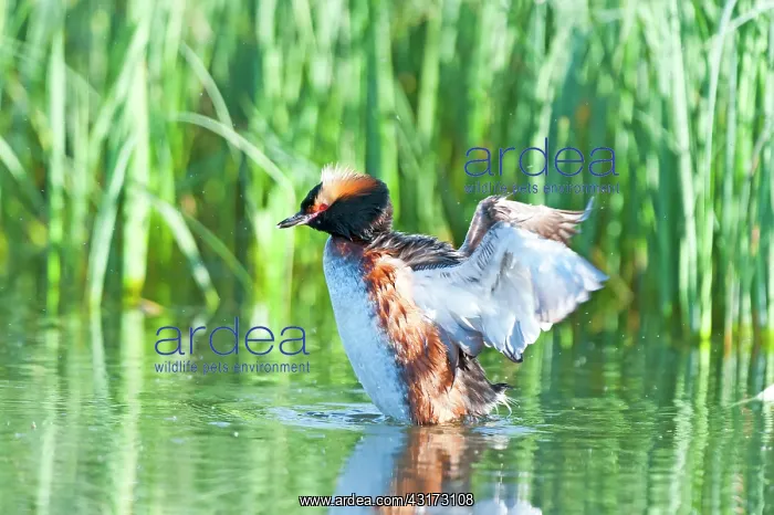 : Horned Grebe : Horned Grebe