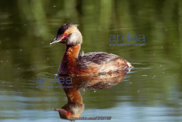 : Horned Grebe : Horned Grebe