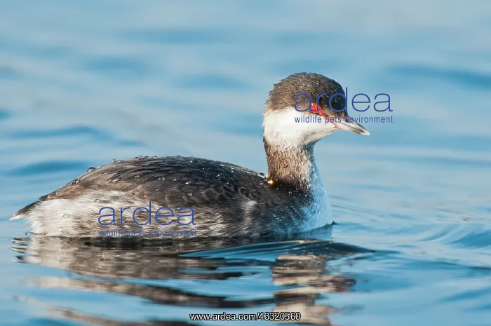 : Horned Grebe : Horned Grebe