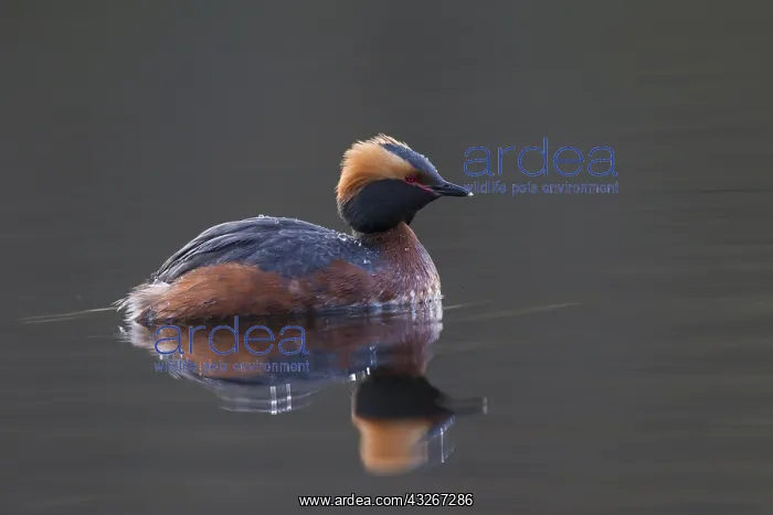 : Horned Grebe - adult in breeding plumage on water : Horned Grebe - adult in breeding plumage on water