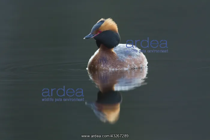 : Horned Grebe - adult in breeding plumage on water : Horned Grebe - adult in breeding plumage on water