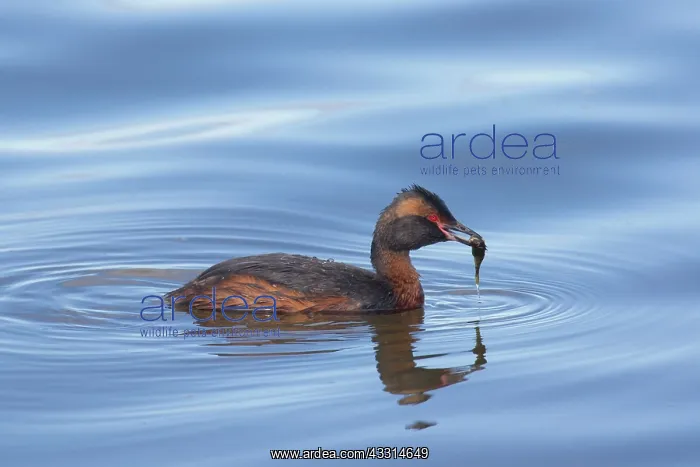 : Horned Grebe - Podiceps auritus, adult bird with : Horned Grebe - Podiceps auritus, adult bird with